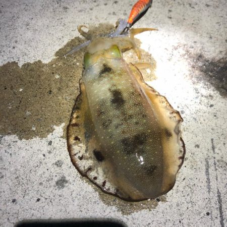 2020 佐渡ヶ島エギング 14回目